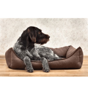 Dog bed types Doglorious dog bed.